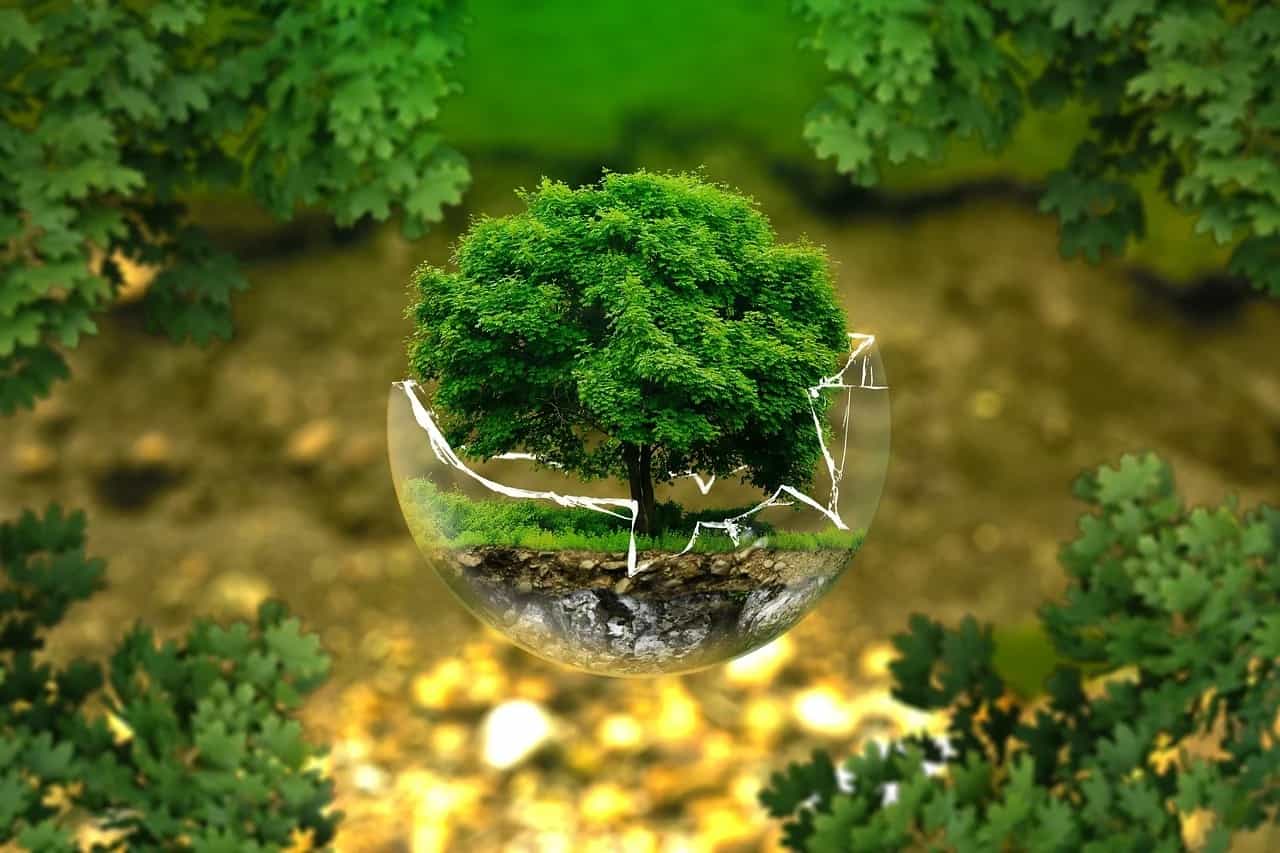 ecologie (Foto Pixabay)