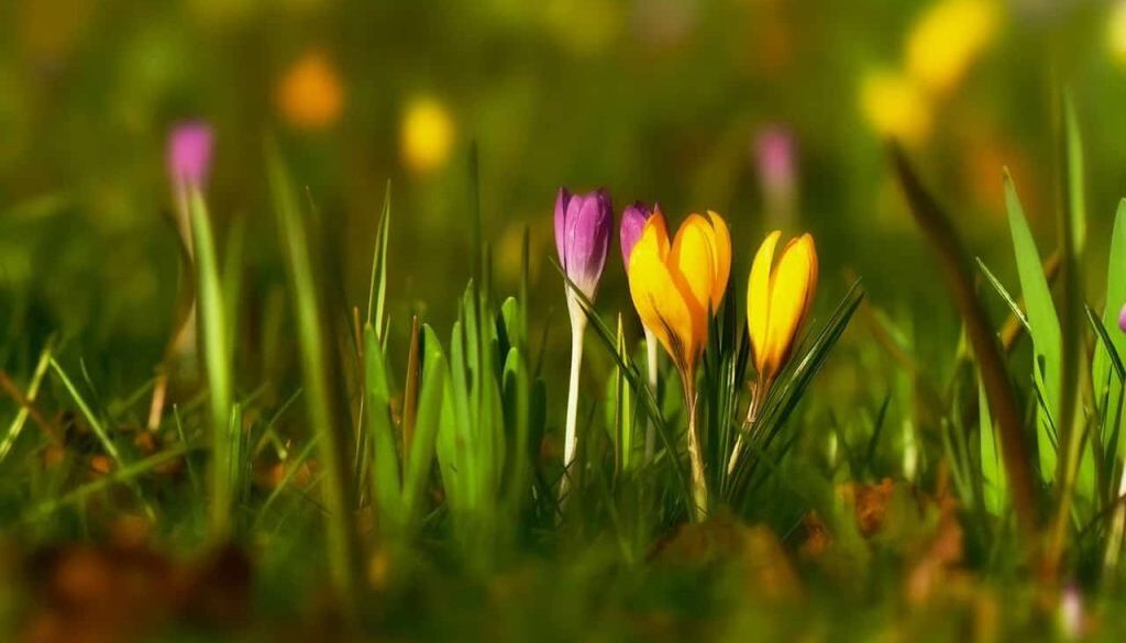 krokus (Foto Pixabay)