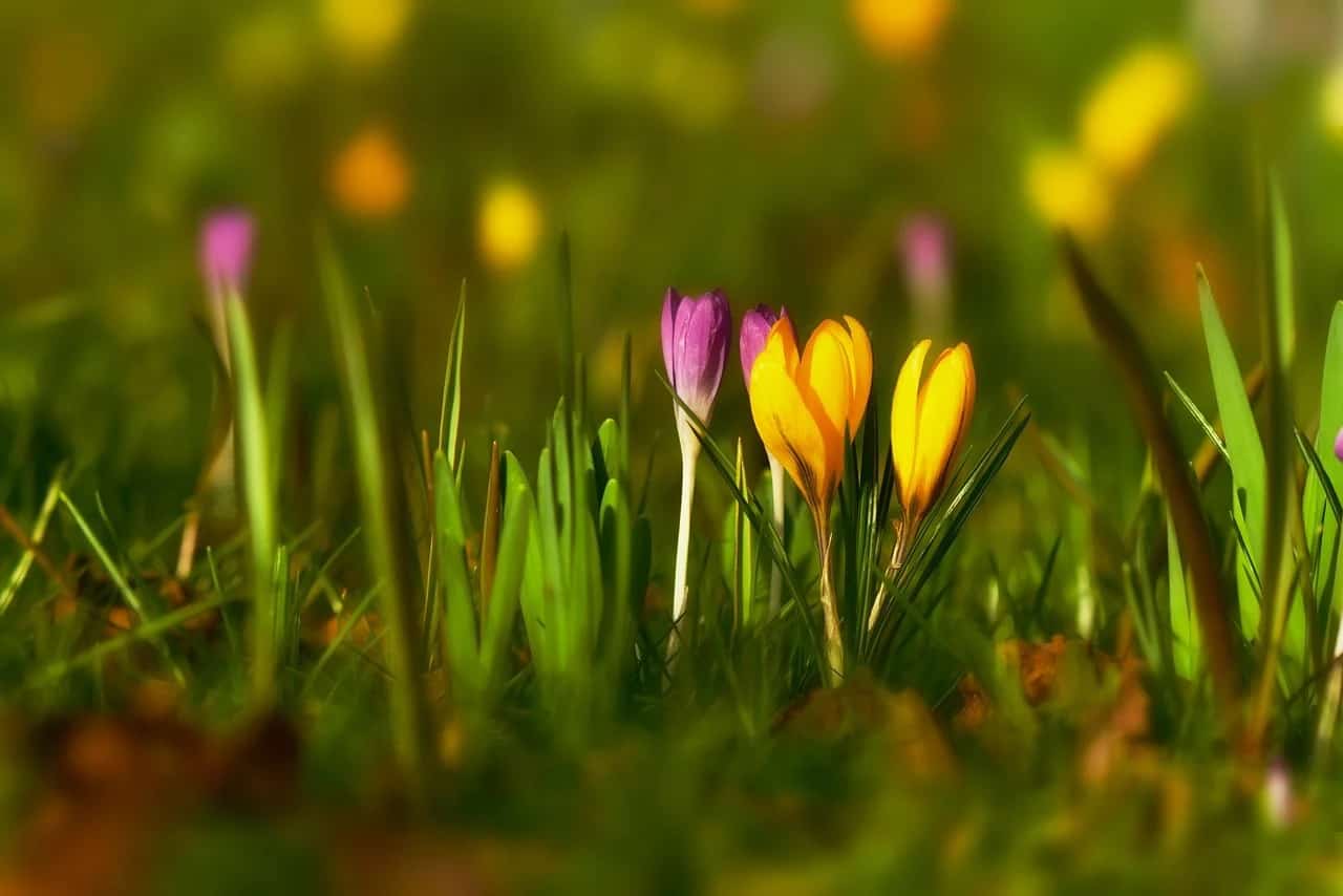 krokus (Foto Pixabay)