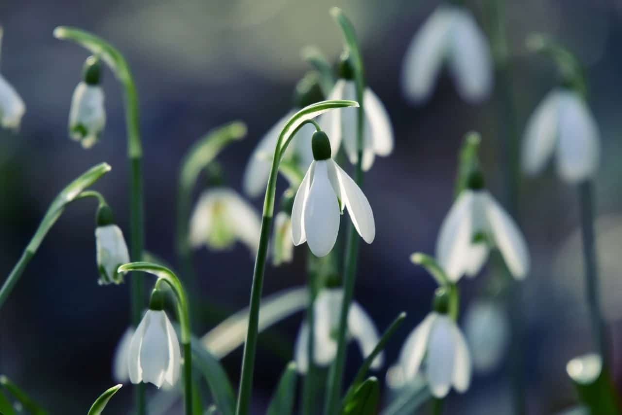 sneeuwklokje (Foto Pixabay)
