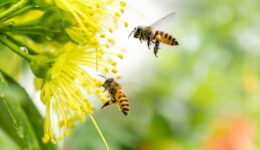 flying-honeybee-collecting-pollen-yellow-flower