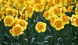 narcissen 01 (Foto Pixabay)