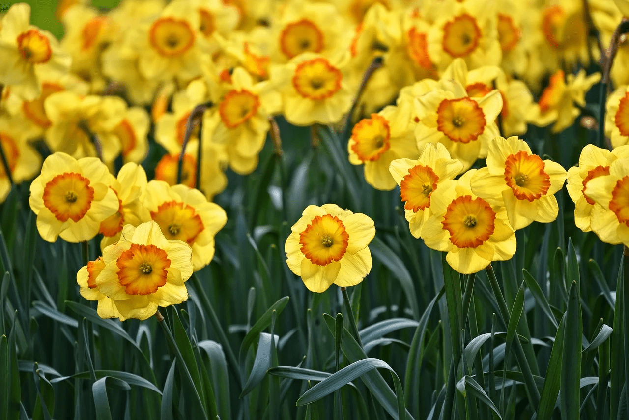 narcissen 01 (Foto Pixabay)