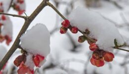 sneeuw in lente (Foto Pixabay)