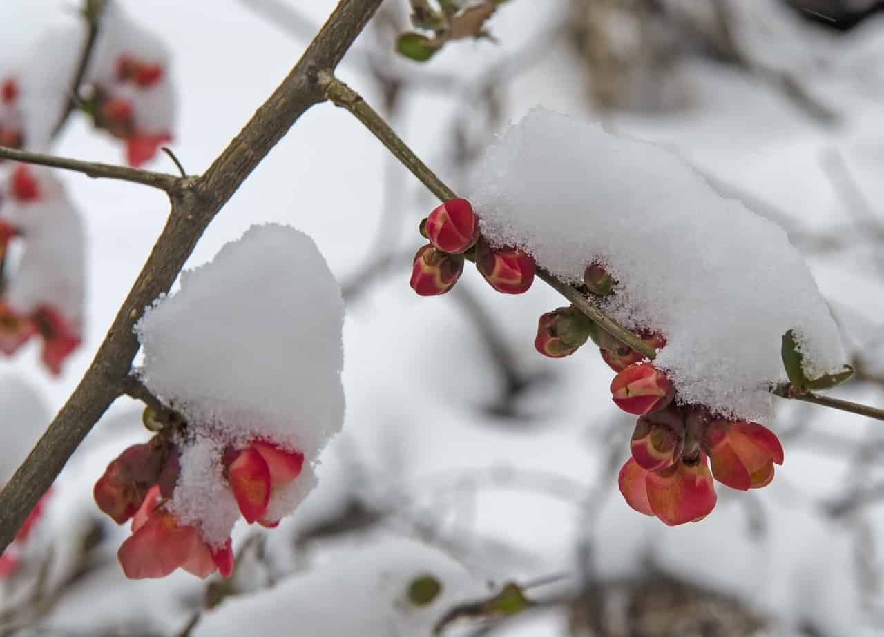 sneeuw in lente (Foto Pixabay)