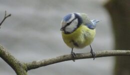 pimpelmees foto Henk Bergsma