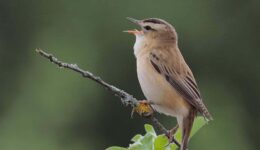 foto Marjon Wiebing