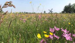 veld-met-boterbloem-en-echte-koekoeksbloem-langs-vlonderpad-achte-bezoekerscentrum-Natuurmonumenten-Lida-Blok