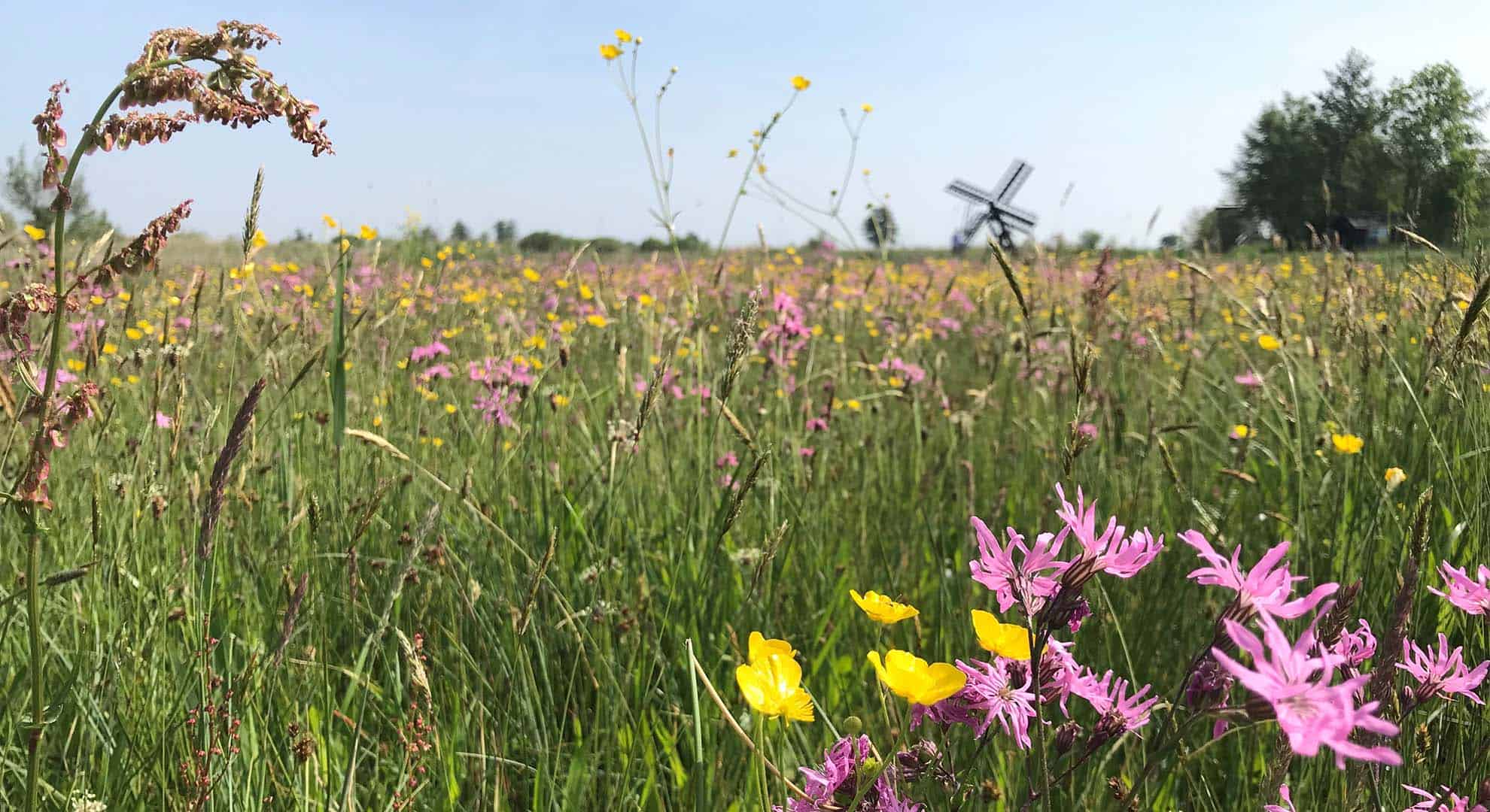 veld-met-boterbloem-en-echte-koekoeksbloem-langs-vlonderpad-achte-bezoekerscentrum-Natuurmonumenten-Lida-Blok