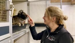 Aniek Overwijk heeft al een opvang sinds 2009 en doet alles voor de konijnen