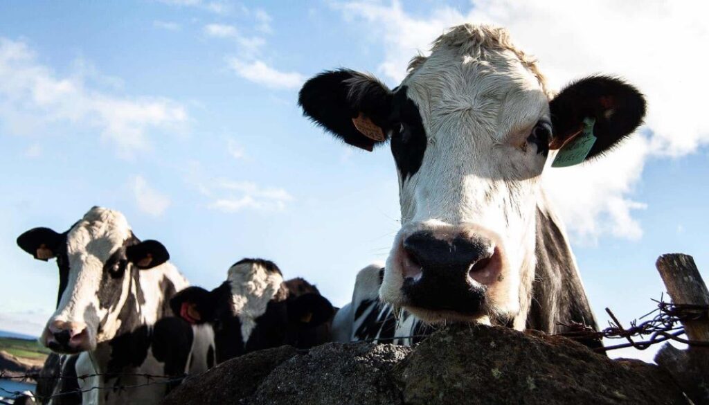 closeup-shot-cow-looking-towards-camera-sunny-day