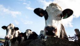closeup-shot-cow-looking-towards-camera-sunny-day