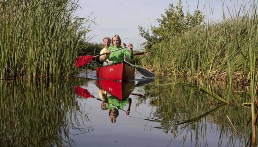 kano-watergeul-rietkraag