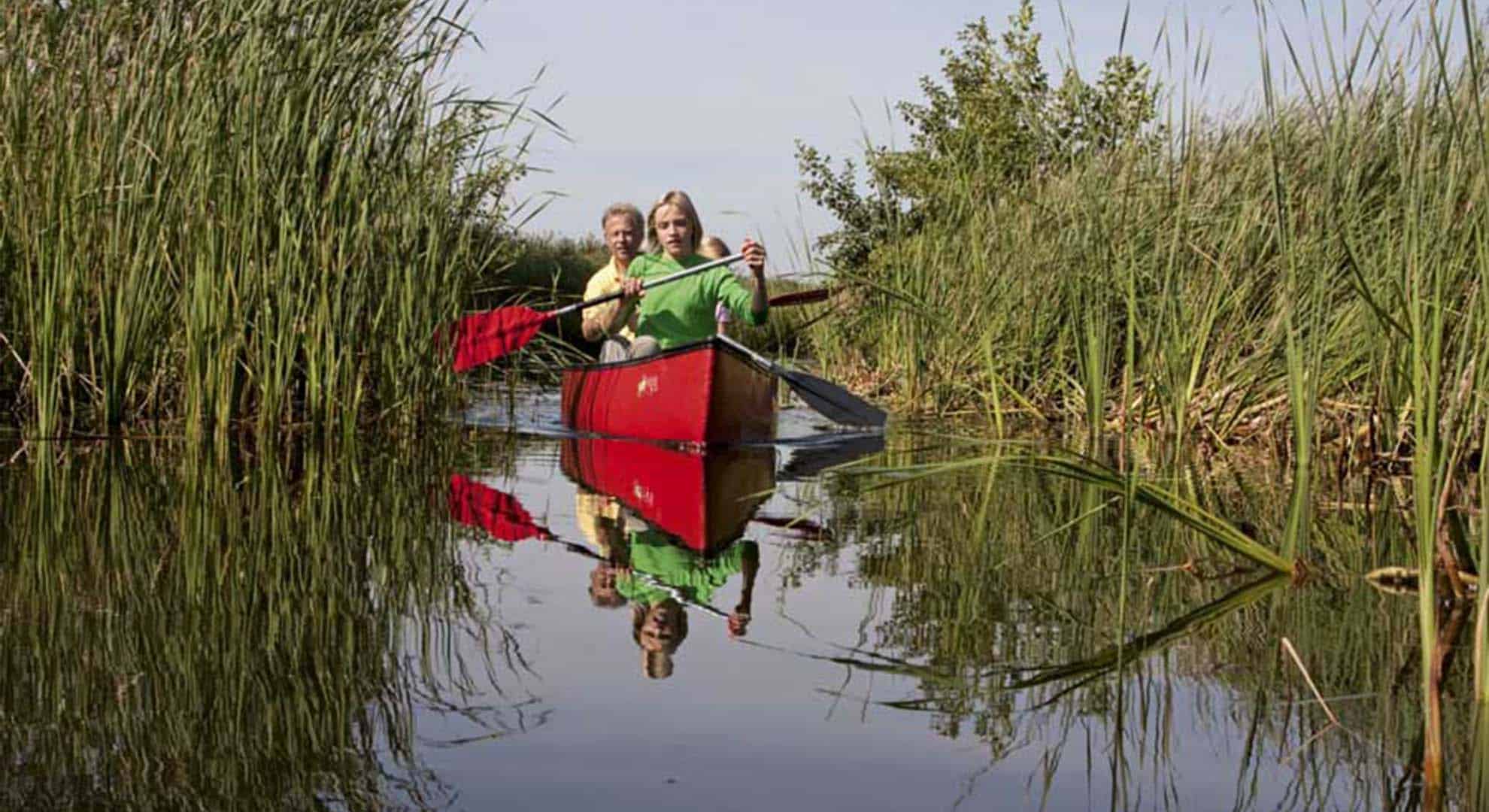 kano-watergeul-rietkraag