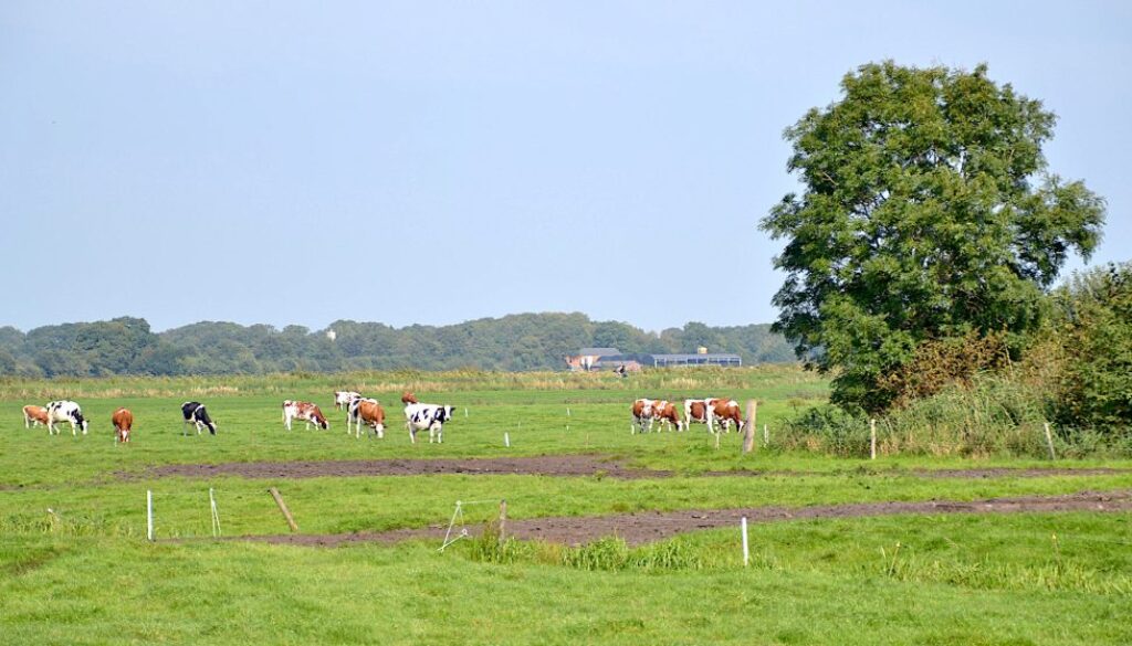 Koeien foto Dirk Brans