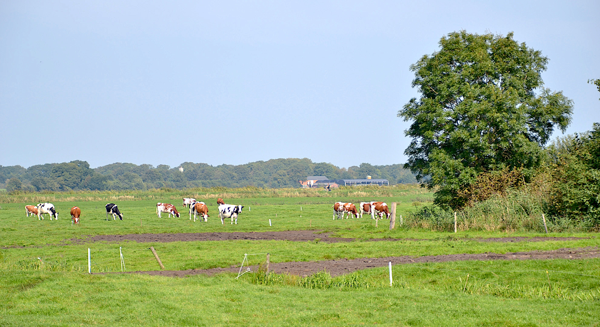 Koeien foto Dirk Brans
