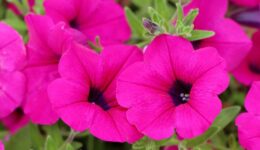 petunia (Foto Pixabay)