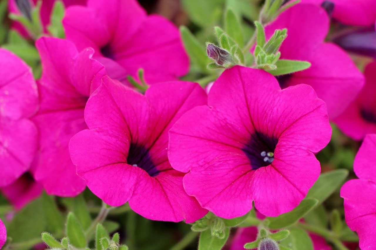 petunia (Foto Pixabay)