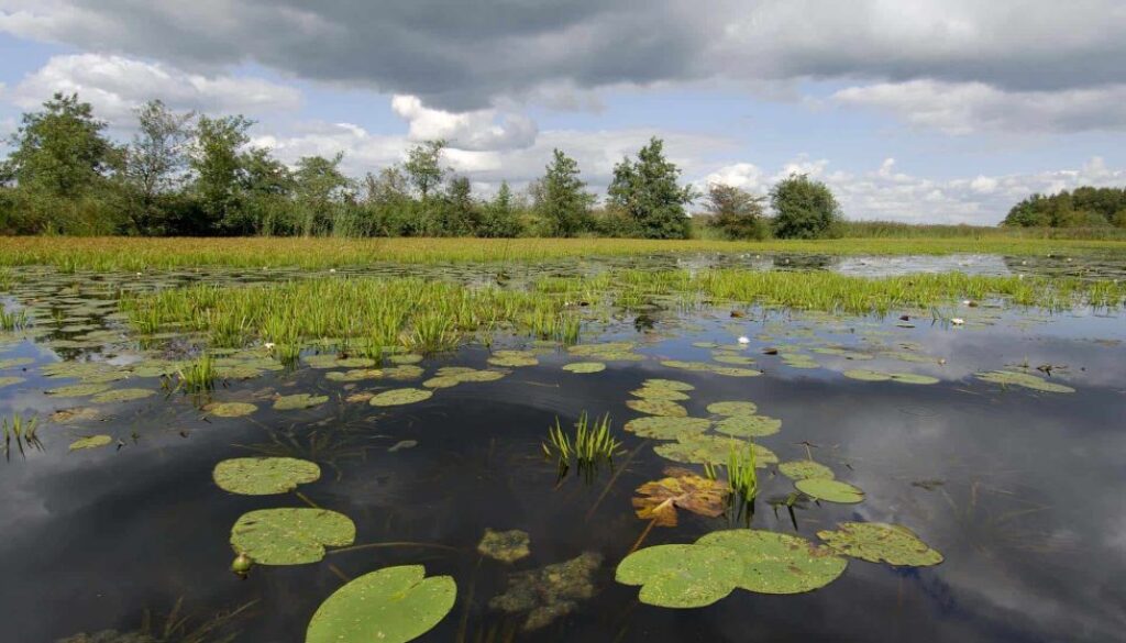 ©Philip Friskorn-trekgat waterlelies krabbescheer