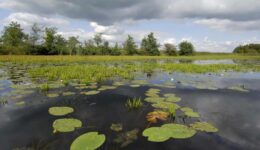©Philip Friskorn-trekgat waterlelies krabbescheer