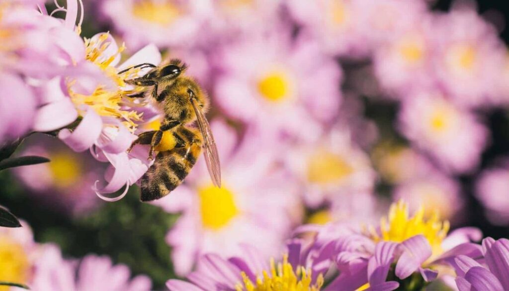 selective-focus-shot-bee-eating-nectar-small-pink-aster-flowers