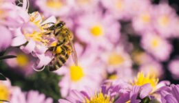 selective-focus-shot-bee-eating-nectar-small-pink-aster-flowers