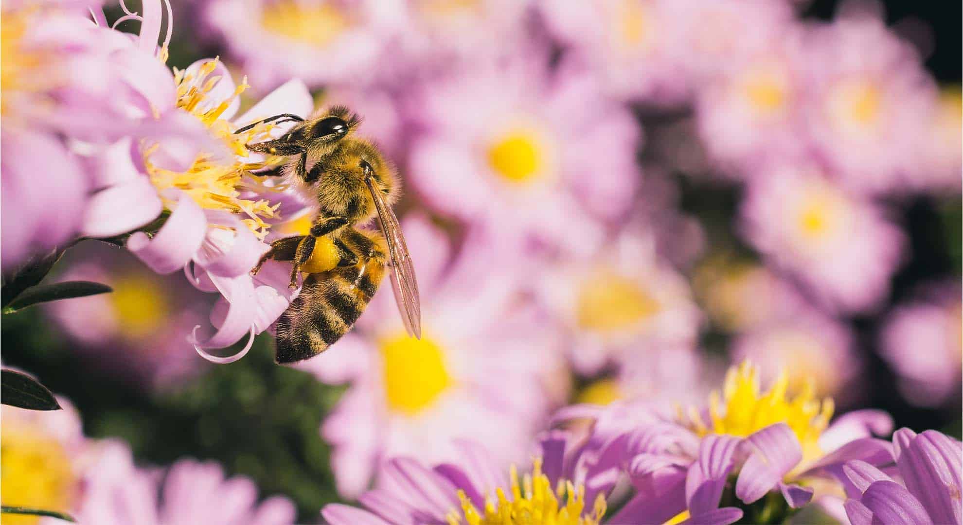 selective-focus-shot-bee-eating-nectar-small-pink-aster-flowers