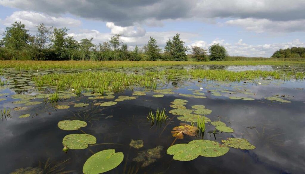©Philip-Friskorn-trekgat-waterlelies-krabbescheer