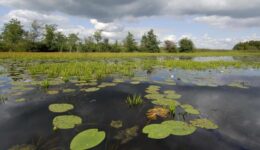 ©Philip-Friskorn-trekgat-waterlelies-krabbescheer