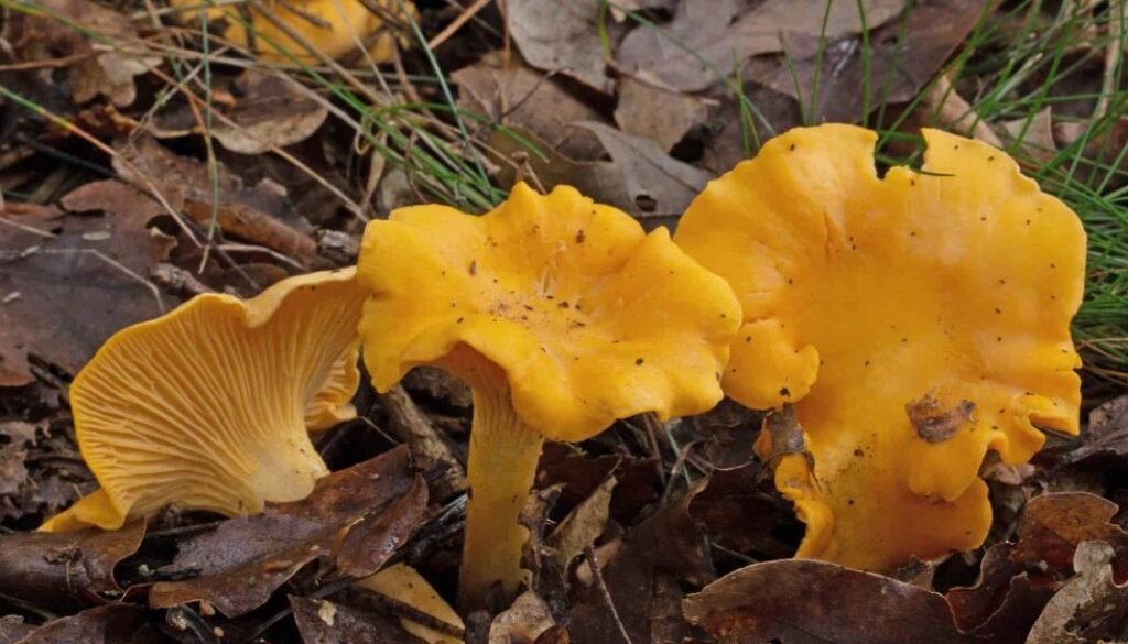 13 oktober lezing paddenstoelen Cantharellus cibarius - Hanenkam fotograaf Jaap Veneboer