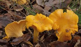 13 oktober lezing paddenstoelen Cantharellus cibarius - Hanenkam fotograaf Jaap Veneboer