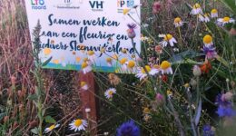 Bloemrijke akkerranden zijn goed voor de biodiversiteit - foto Klaas de Lande