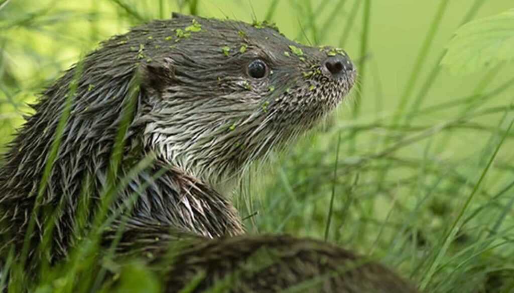 Otter
