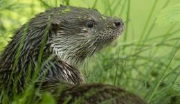 Otter