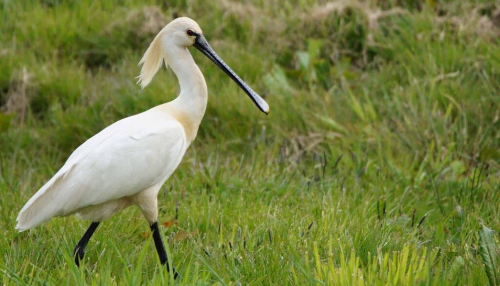 17 okt lezing natuur en water lepelaar fotograaf Albert Steenbergen