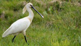 17 okt lezing natuur en water lepelaar fotograaf Albert Steenbergen
