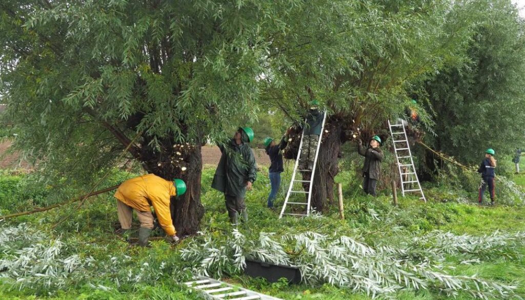 Wilgen knotten tijdens Natuurwerkdag