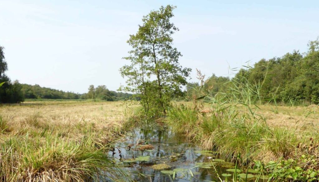 hooiland vaartje met boom