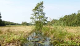 hooiland vaartje met boom