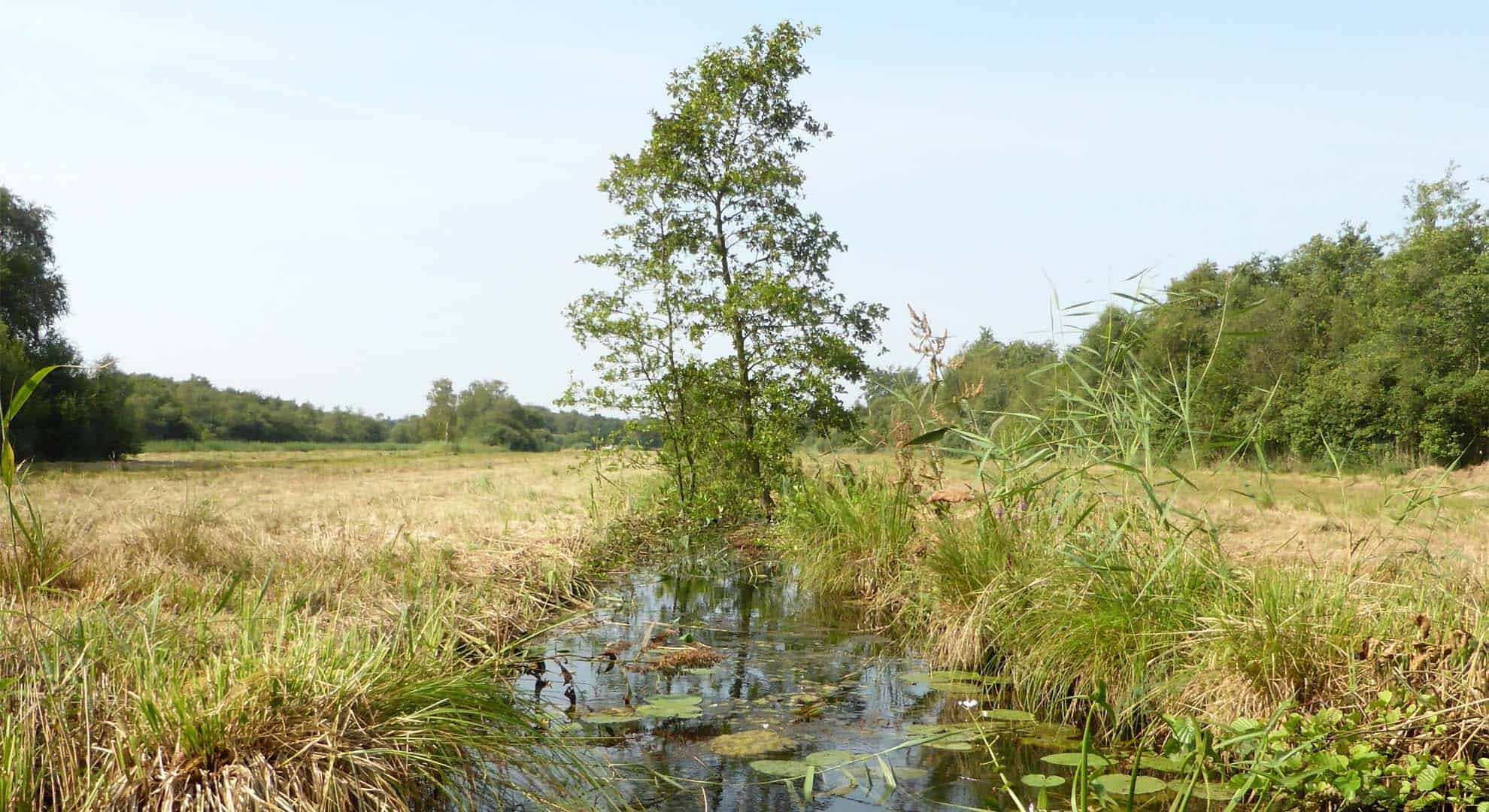 hooiland vaartje met boom