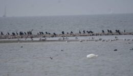 3 dece excursie gaasterland fotograaf albert steenbergen
