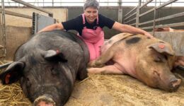 Annemarie Noordman tussen haar varkens