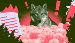 De wolf
