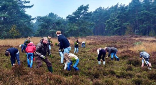 Kinderen bassischool helpen mee met beheer heide op Landgoed Rechteren