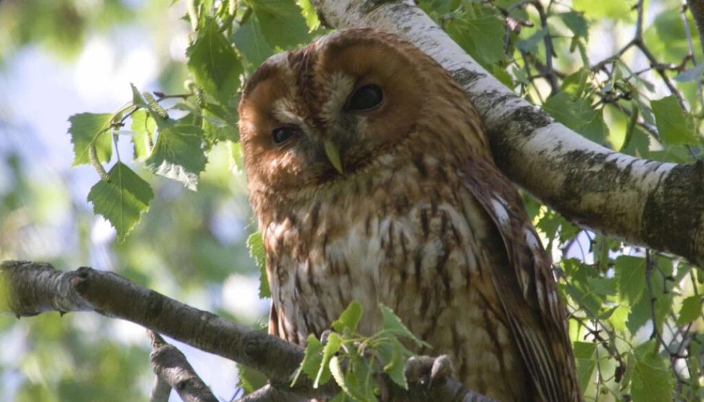 nachtelijke zoektocht bosuilen foto bosuil fotograaf Willem-Jan Hoeffnagel