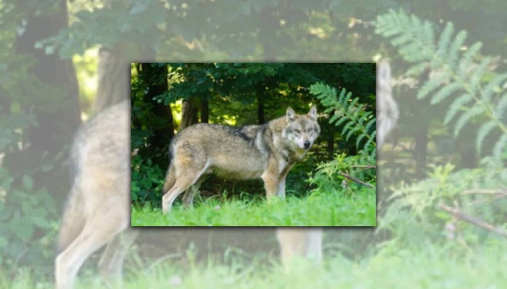 wolf