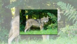 wolf