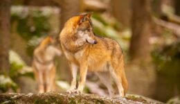 wolf