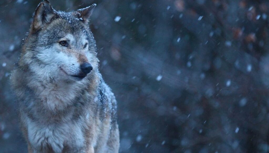 wolf