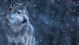 wolf